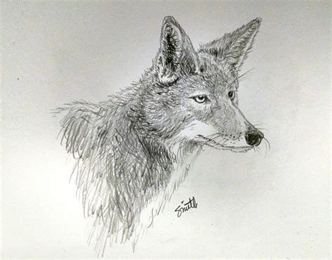 Coyote Illustration In Pencil Wildlife Art Coyote Drawing 3d Art