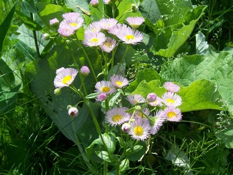 What Wildflower Begins Blooming This Week May Week 4 Curious By Nature