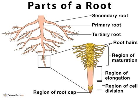 Pieris Root System