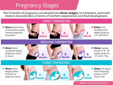 Discover The Specifics Of Pregnancy Trimesters To Know What To Expect And How To Make The