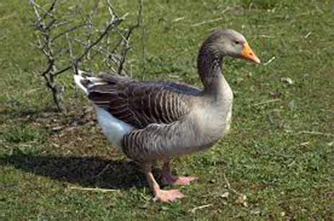Wann ihr rüde tatsächlich geschlechtsreif wird, hängt insbesondere von der größe seiner rasse ab. Masthähnchen, Puten & Gänse - Gefluegel Brotdorf