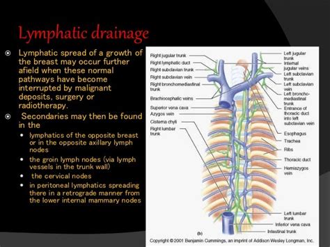Lymphatic Drainage Of Breast