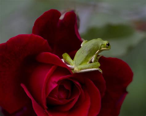 Frogs And Roses Photograph By Kathy Clark Fine Art America