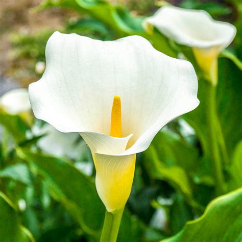 Giant White Calla Lily Spring Hill Nurseries
