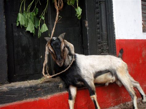 Mr Smith Goes To Kathmandu Silence Of The Goats And Celebrating Dashain