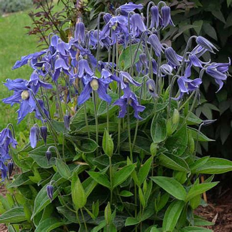We did not find results for: Clematis Blue Ribbons - Shop Sugar Creek Gardens
