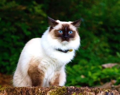 Himalayan Vs Ragdoll Cat Main Differences With Pictures Hepper