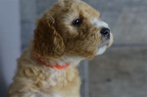 We are one of the top recommended breeders in illinois for australian labradoodles, labradoodles and goldendoodles! Medium, Mini & Petite Goldendoodle Puppies for sale in ...
