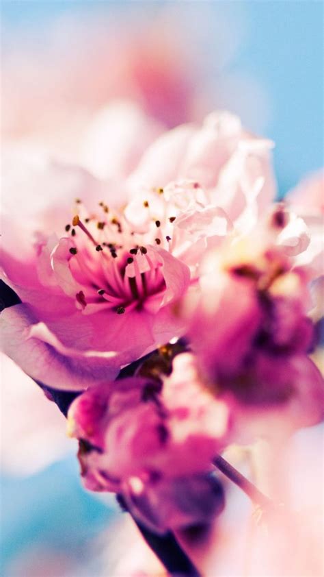 Cherry Blossom Iphone Hd Wallpaper Cherry Blossom Wallpaper Flower