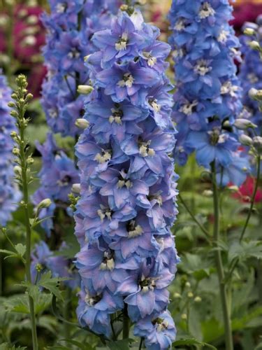 Ostróżka Ogrodowa Magic Fountains Sky Blue White Bee Delphinium