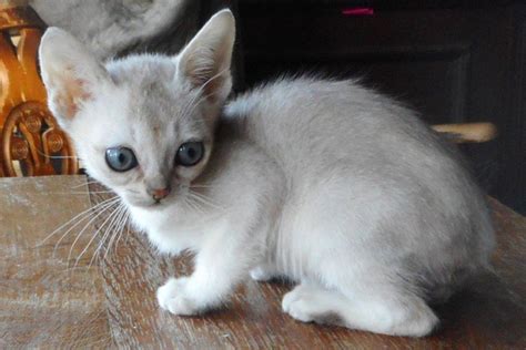 The singapura has three distinguishing characteristics: Rare Breed Singapura Male Kitten for new family Offer