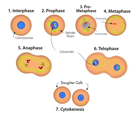 Diagram Anaphase Of Mitosis Diagram Mydiagramonline