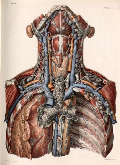 Vintage Medical Human Body Anatomy Illustration Kersz