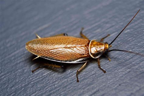 10 Unique Species Of Cockroaches