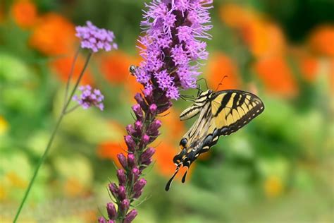 Best Pollinator Plants 10 Perennials For A Pollinator Garden Garden