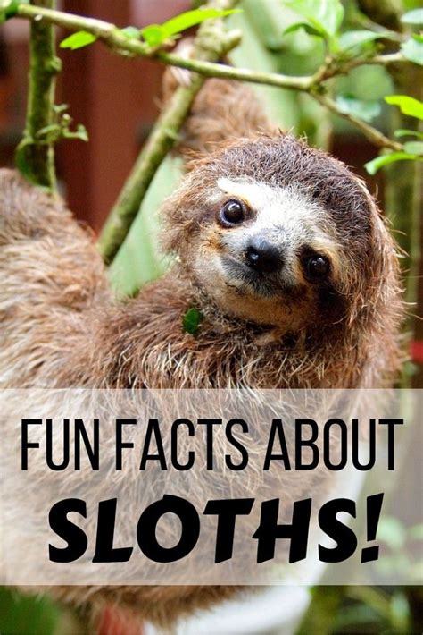 Fun Facts About Sloths In Costa Rica Fun Facts Facts