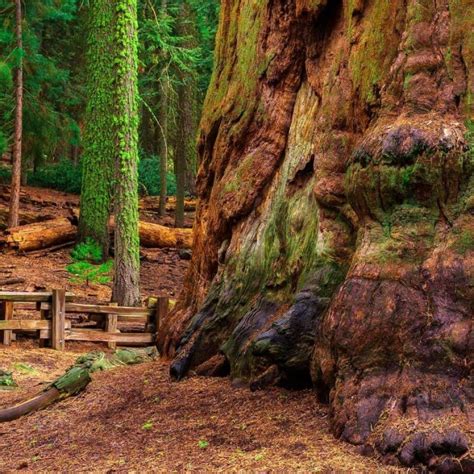 Our goal is to give. 8 Best Hikes in Sequoia National Park & Kings Canyon National Park