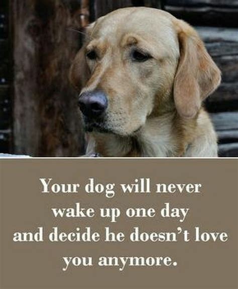 We Love Dogs Dog Quotes Love Dog Quotes Dog Quotes Funny