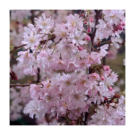 Prunus X Subhirtella Autumnalis Rosea Cherry Blossom Tree Cheap Fruit Trees Store