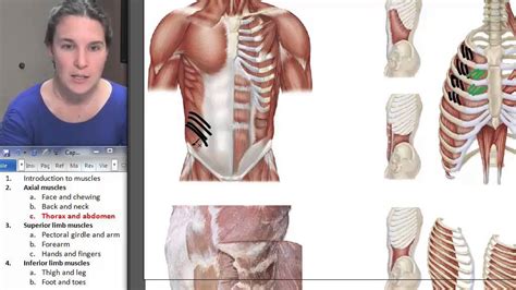 Thorax Abdomen Muscles Human Anatomy Course Youtube