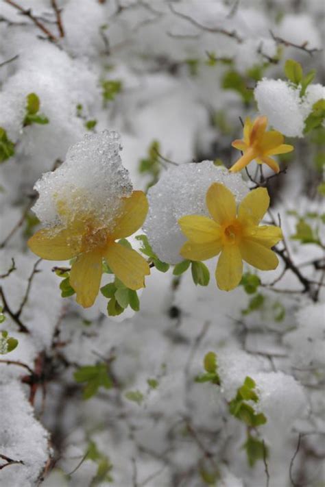 16 Best Winter Flowers Prettiest Flowers That Bloom In Winter