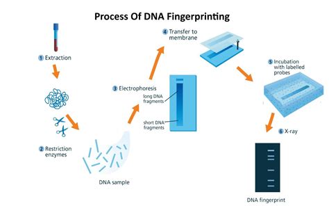 Mention The Steps Involved In Dna Fingerprinting