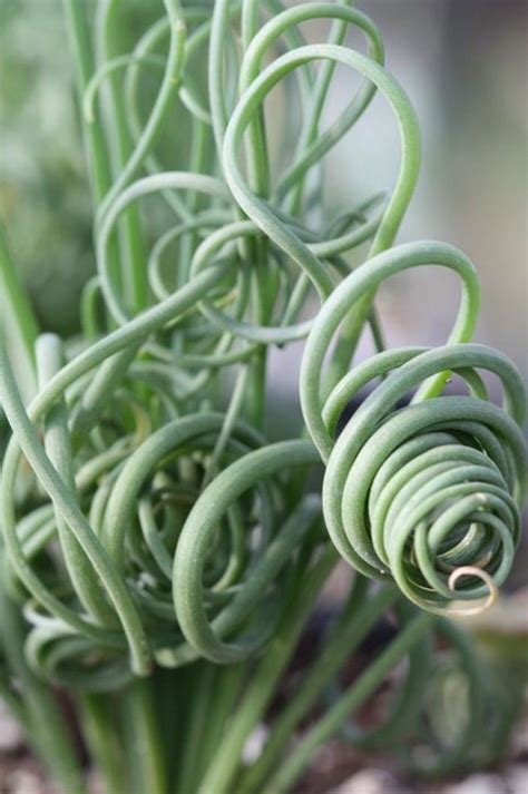 Succulent Curly Leaves