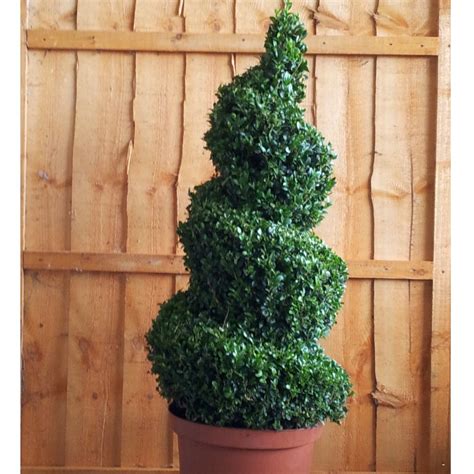 Box Topiary Spiral Buxus Sempervirens Topiary Spiral