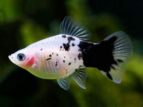 Panda Platy In 2020 Tropical Freshwater Fish Aquarium Fish Animals