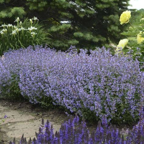 For example, your cat will be counting sheep on cat fleece pajamas are great for cold winter nights too. Nepeta 'Cats Meow' | Flower garden plans, Long blooming ...