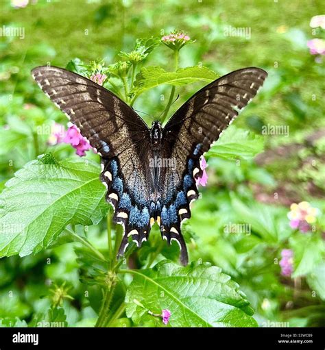 Eastern Tiger Swallow Tail Butterfly Stock Photo Alamy