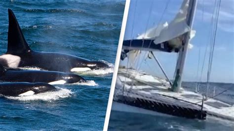 Vengeful Killer Whale And Gang Of Orcas Behind The Sinking Of Three Boats