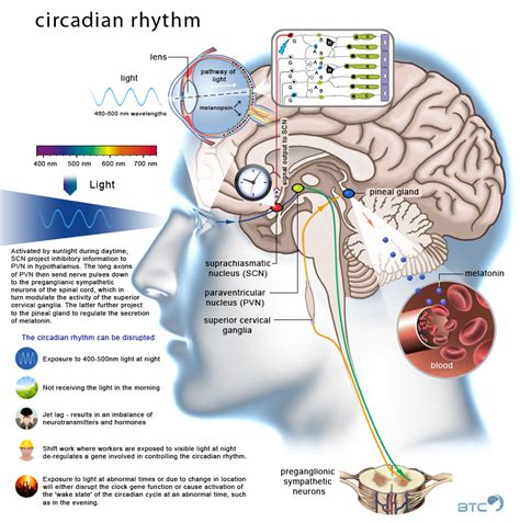 Circadian Rhythms And Sleep