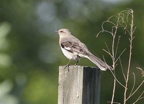 Northern Mockingbird Perry County Indiana May 8 2012 Marty