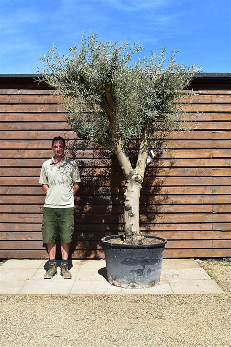 Tall Multi Stem Olive Tree No 613 Olive Grove Oundle