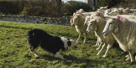 Sheepdog Study Yields Simple Explanation For Dogs Awesome Herding