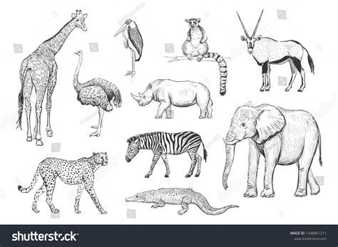 Aggregate More Than 84 African Animal Sketches Ineteachers