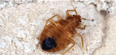 If an extension agent or other expert says the pest is a bed bug, notify your landlord if you live in an apartment. Bed Bugs Pest Library | McDonald Pest Control | 727-734-0963