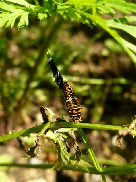 The Enchanted Tree Raising Black Swallowtail Caterpillars