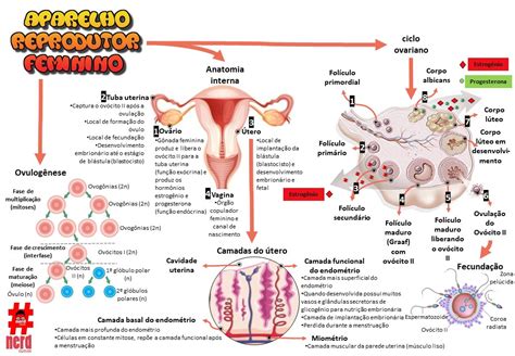 Fisiologia Reprodução Feminina Nerdcursos