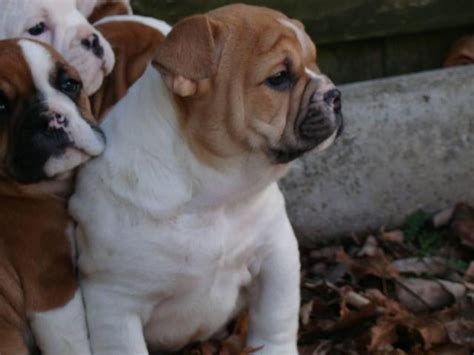 Beabull puppies for sale in ga. 9 weeks old Beabull puppies for sale in Frederick ...
