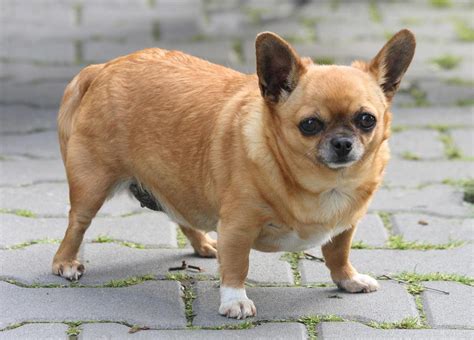 See more of fat dog on facebook. 55+ Very Beautiful Chihuahua Dog Photos And Pictures