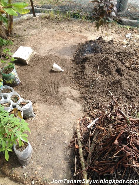 Cara unik tanam ubi dalam karung panen melimpah dengan metode hcs. Jom Tanam Sayur ( JTS ) : Jom Tanam Sayur - Tanam Ubi Kayu ...