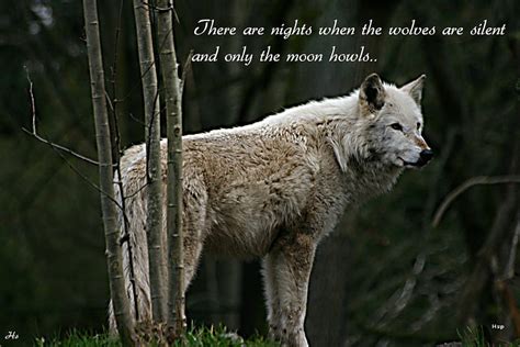 Wolf Wisdom Wolf White Wolves Artic Wisdom Hd Wallpaper Peakpx