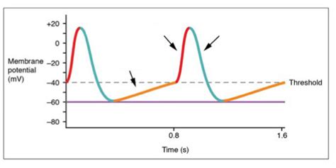 The Phases Of The Action Potential Of A Cardiac Pacemaker Cell Diagram Quizlet