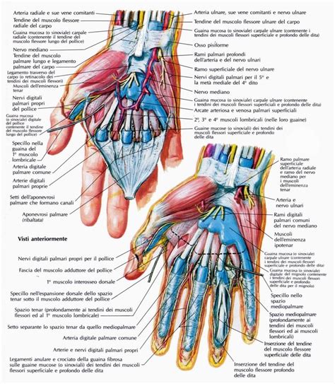 Diagram Of The Wrist And Hand With Labels On Both Sides Labeled In Red