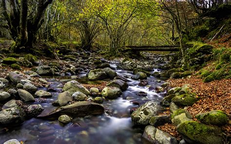 Clear Forest Stream Stones With Green Moss Red Leaves Fallen Tree
