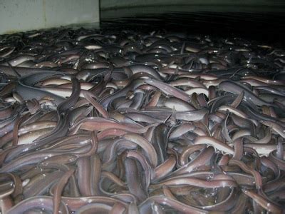Memberi makan belut di kolam budidaya belut ∣ budidaya atau ternak belut. Cara Ternak Belut Di Ember - Meningkatnya Permintaan Belut Di Berbagai Negara Poultryshop ...