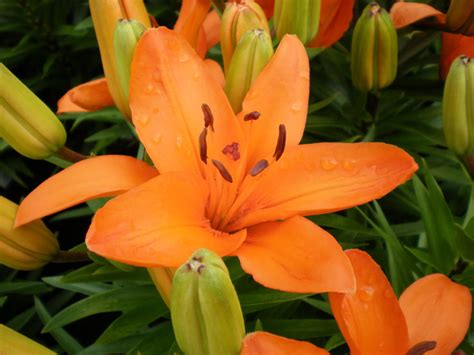 Lilium Asiatic Pixie ‘tiny Dino Pp16307 North Coast Perennials