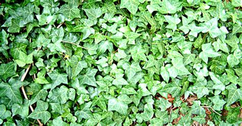 Low Growing Ground Cover Plants Ehow Uk